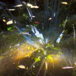 Sun spots on water - Myakka