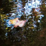 Drifting leaf