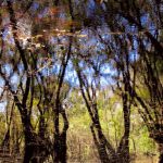 Forest reflection - Myakka