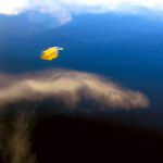 Flying leaf