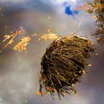 Palm roots in water - Myakka