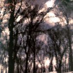 Forest reflection